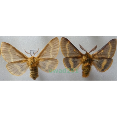 Lemonia dumi (Linnaeus, 1761) pair Czech4l